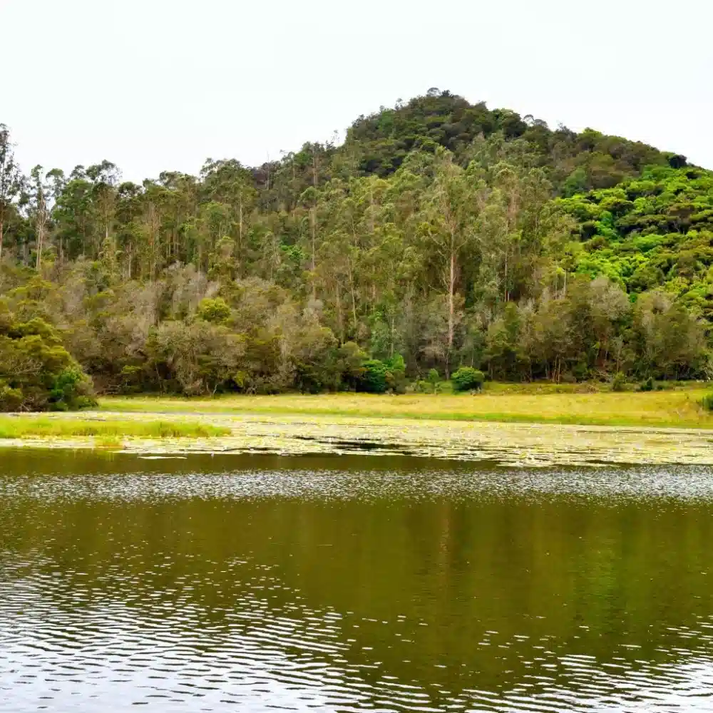 A serene view of Berijam Lake in Kodaikanal, surrounded by thick pine forests and yellow grass under an overcast sky.