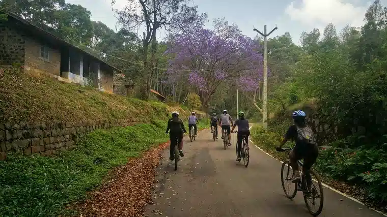 Group of tourists cycling on a winding road in Kodaikanal past purple Jacaranda trees and rustic stone hill cottages.